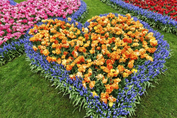 Heart, bed with tulips (Tulipa) and grape hyacinths (Muscari), view from above, Keukenhof Gardens, Lisse, Bollenstreek, South Holland, Netherlands