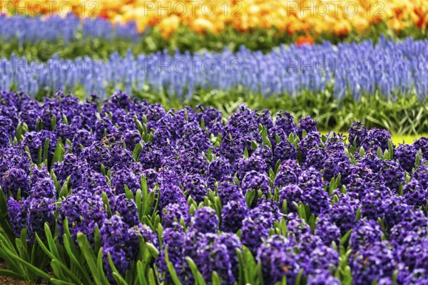 Blue hyacinths (Hyacinthus) in a flower bed, spring, Keukenhof gardens, Lisse, Bollenstreek, South Holland, Netherlands
