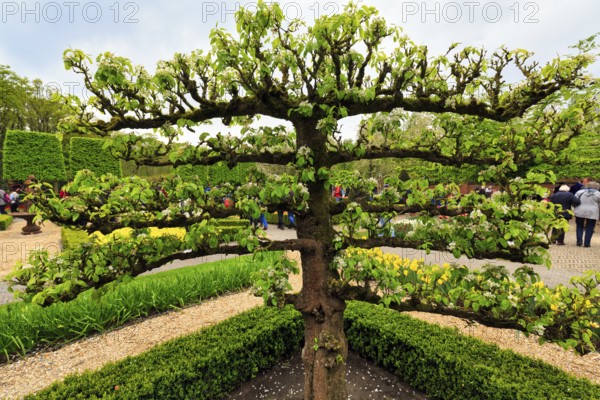 Flowering fruit tree, espalier fruit, Keukenhof gardens, Lisse, Bollenstreek, South Holland, Netherlands