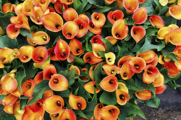 Orange-coloured flower-bed of the calla, Zantedeschia in a flower bed, sea of flower-bed, view from above, Keukenhof Gardens, Lisse, Bollenstreek, South Holland, Netherlands