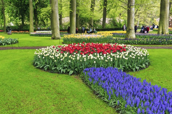 Tulips (Tulipa) and grape hyacinths (Muscari), flower beds in a meadow, Keukenhof gardens, Lisse, Bollenstreek, South Holland, Netherlands
