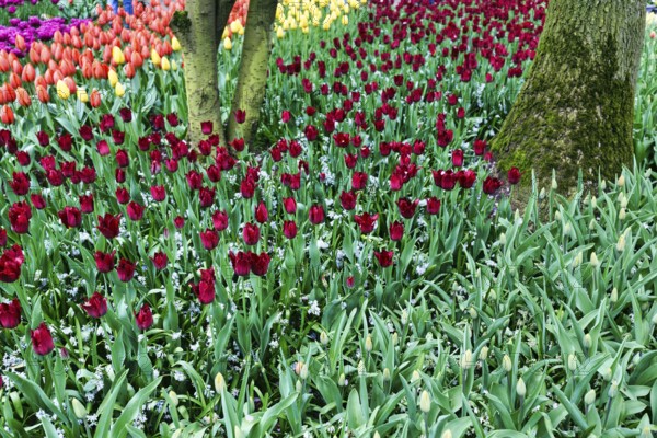 Different coloured tulips (Tulipa), Keukenhof gardens, Lisse, Bollenstreek, South Holland, Netherlands