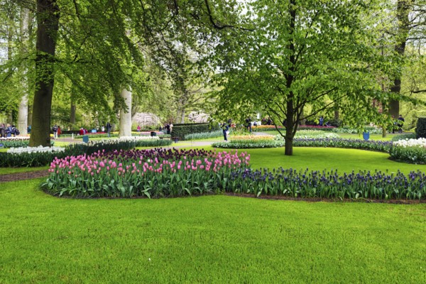 Keukenhof gardens in spring, Lisse, Bollenstreek, South Holland, Netherlands