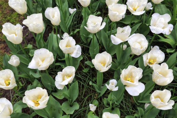 White tulips (Tulipa), tulip bed, view from above, Keukenhof Gardens, Lisse, Bollenstreek, South Holland, Netherlands
