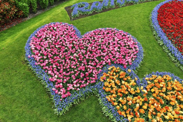 Two hearts, bed with tulips (Tulipa) and grape hyacinths (Muscari), view from above, Keukenhof Gardens, Lisse, Bollenstreek, South Holland, Netherlands