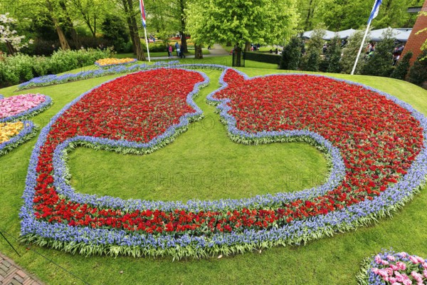 Couple, embrace, kiss, bed with tulips (Tulipa) and grape hyacinths (Muscari), view from above, Keukenhof Gardens, Lisse, Bollenstreek, South Holland, Netherlands