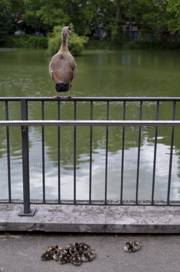 Egyptian goose (Alopochen aegyptiacus) sits vigilantly on fence, young, chicks, Feuersee, water is green from blue-green algae, Stuttgart-West, Stuttgart, Baden-Württemberg, Germany