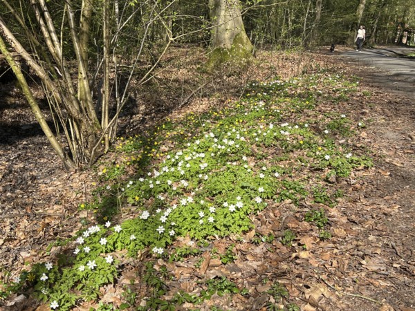 Wood anemone (Anemone nemorosa), forest floor, Stikelkamper Forest, native species, East Frisia, Germany
