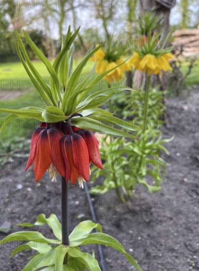 Imperial crown, flower, plant, native garden, East Frisia, Germany