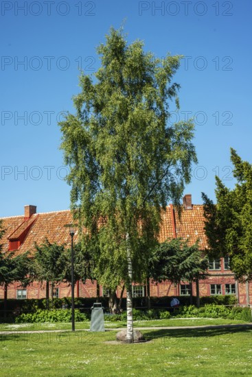 Lonely birch tree in park in front of half-timbered house in Ystad, Skåne County, Sweden, Scandinavia