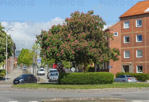 Flowering chestnut trees by street and apartment buildings in Ystad, Skåne County, Sweden, Scandinavia