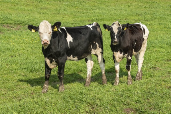 Young black and white lowland cattle on pasture in Ystad municipality, Skåne county, Sweden, Scandinavia