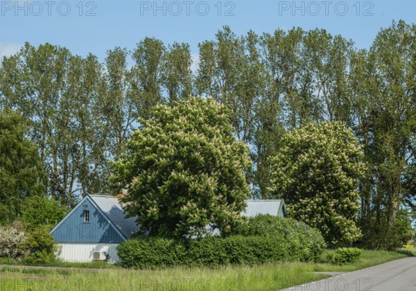 Old farm house among flowering chestnut trees and poplar trees in Ystad municipality, Skåne county, Sweden, Scandinavia