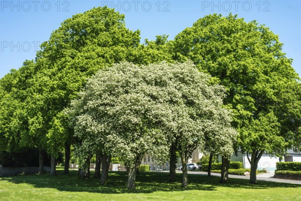 Flowering Sorbus Intermedia tree in front of chestnut tree in Ystad municipality, Skåne county, Sweden, Scandinavia