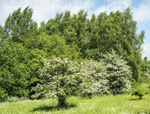 Meadow with flowering hawthorn (Crataegus) bushes in Ystad municipality, Skåne County, Sweden, Scandinavia