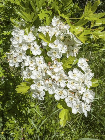 Hawthorn flowers (Crataegus) in Ystad municipality, Skåne County, Sweden, Scandinavia