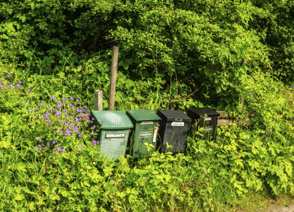 Mailboxes almost hidden in heavy vegetation in Tomelilla municipality, Skåne county, Sweden, Scandinavia