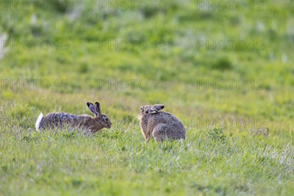 European hare (Lepus europaeus) Germany