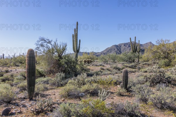 Variety of native cacti at the White Tank Mountain Regional Park in Phoenix, Arizona, USA