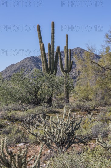 Saguaro (Carnegiea gigantea) cacti at the White Tank Mountain Regional Park in Phoenix, Arizona, USA