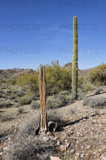 Healthy and dead Saguaro (Carnegiea gigantea) cacti at the White Tank Mountain Regional Park in Phoenix, Arizona, USA