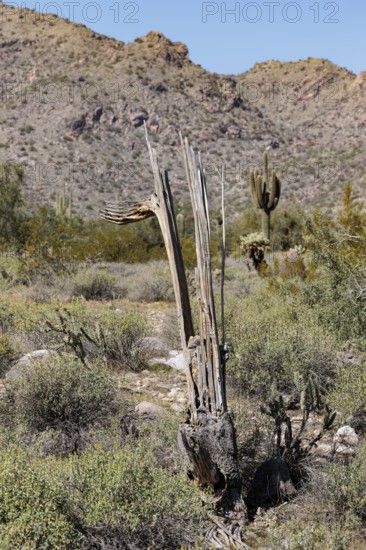 Skeleton of a dead Saguaro (Carnegiea gigantea) cactus at the White Tank Mountain Regional Park in Phoenix, Arizona, USA