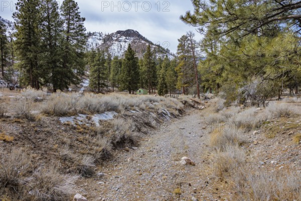 Kyle Canyon Wash cuts through a meadow in the Spring Mountains National Recreation Area along the Acastus Trail near Mount Charleston, Nevada, USA