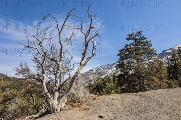 Snow covered Spring Mountains in Mount Charleston, Nevada, USA