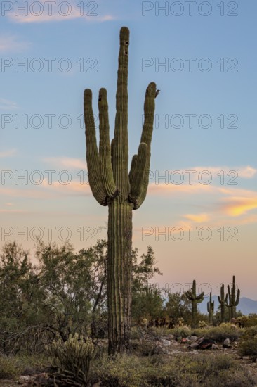 Silhouette of saguaro (Carnegiea gigantea) cacti on the evening sky at the White Tank Mountain Regional Park in Phoenix, Arizona, USA