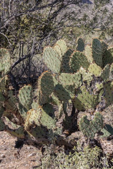 Priclky pear cactus at the White Tank Mountain Regional Park in Phoenix, Arizona, USA