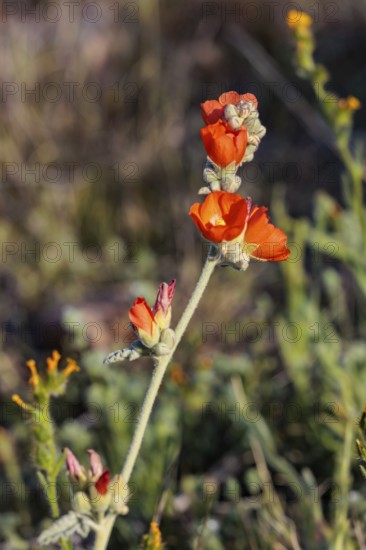 Close up of a budding desert globe mallow (Sphaeralcea ambigua) plant at the White Tank Mountain Regional Park in Phoenix, Arizona, USA