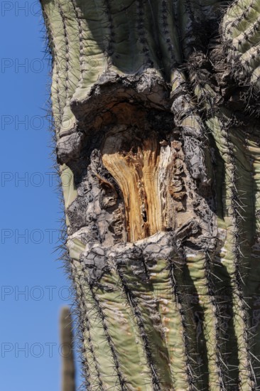 Scar from a broken branch on a Saguaro (Carnegiea gigantea) cactus at the White Tank Mountain Regional Park in Phoenix, Arizona, USA