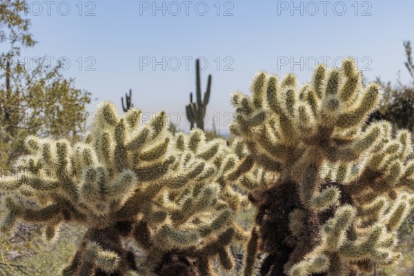 Closeup of a teddy bear cholla (Cylindropuntia bigelovii) cactus at the White Tank Mountain Regional Park in Phoenix, Arizona, USA