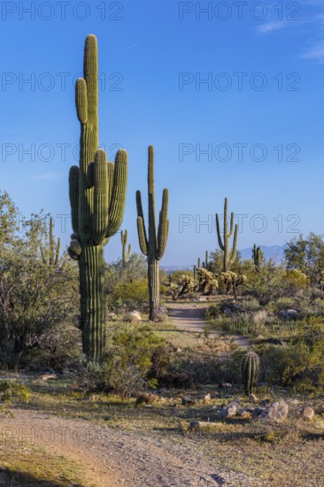 Hiking trail passes a variety of native cacti at the White Tank Mountain Regional Park in Phoenix, Arizona, USA