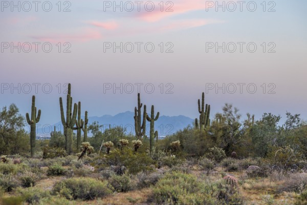 Silhouette of saguaro (Carnegiea gigantea) cacti on the evening sky at the White Tank Mountain Regional Park in Phoenix, Arizona, USA