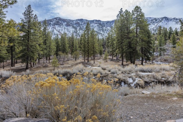 Yellow rubber rabbitbrush and pine trees on a meadow at the Acastus Trailhead in the Spring Mountains near Mount Charleston, Nevada, USA