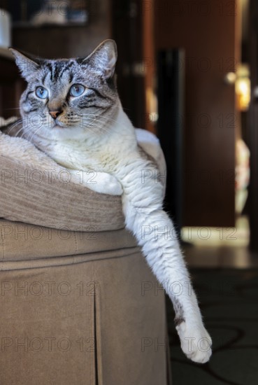 Domestic house cat resting on its cat bed