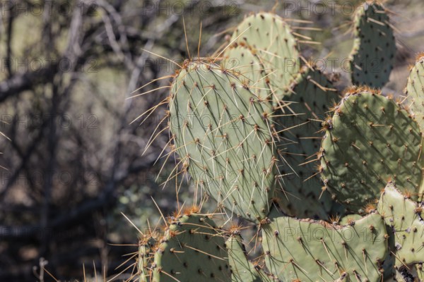 Priclky pear cactus at the White Tank Mountain Regional Park in Phoenix, Arizona, USA