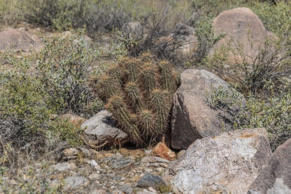 Teddy bear cholla (Cylindropuntia bigelovii) cactus at the White Tank Mountain Regional Park in Phoenix, Arizona, USA