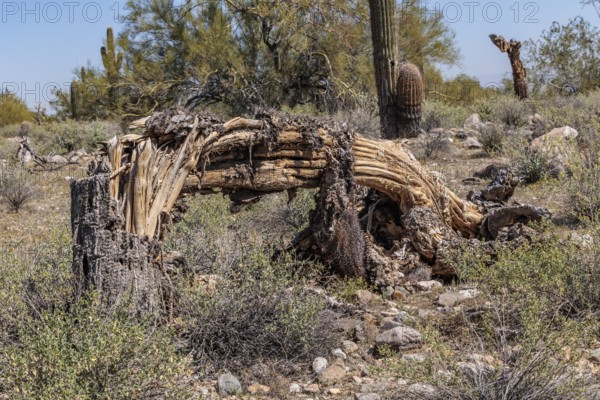 Skeleton of a dead Saguaro (Carnegiea gigantea) cactus at the White Tank Mountain Regional Park in Phoenix, Arizona, USA