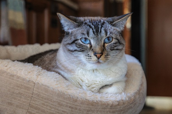 Domestic house cat resting on its cat bed