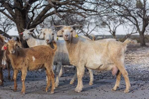 Domesticated goat livestock raised for meat producion on a ranch in Sonora, Texas, USA