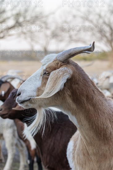 Domesticated goat livestock raised for meat producion on a ranch in Sonora, Texas, USA