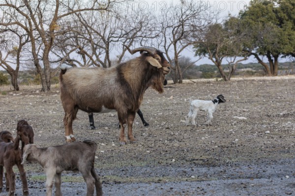 Adult ram and newborn domesticated goat livestock raised for meat producion on a ranch in Sonora, Texas, USA