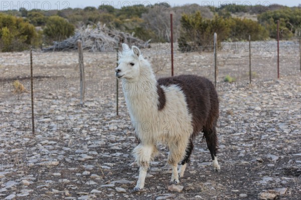 Domesticated alpaca livestock helps to protect goats from predators on a ranch in Sonora, Texas, USA