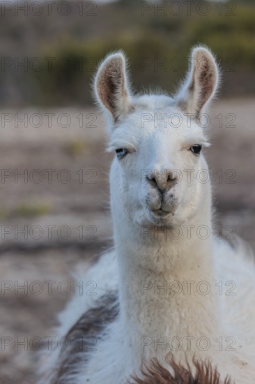 Domesticated alpaca livestock helps to protect goats from predators on a ranch in Sonora, Texas, USA