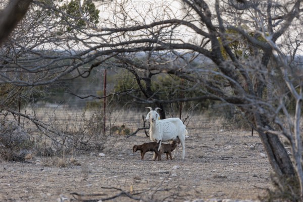 Mother feeding newborn domesticated goat livestock raised for meat producion on a ranch in Sonora, Texas, USA
