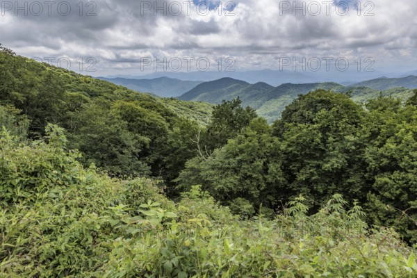 Foliage on the mountainsides along the Blue Ridge Parkway in the Smoky Mountains near Cherokee, North Carolina, USA