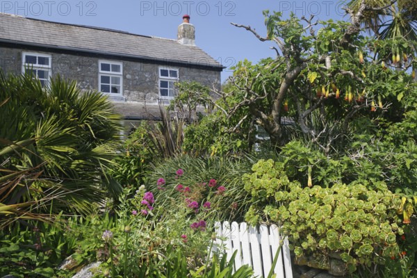 A stone house surrounded by a lush garden with tropical plants and colourful flowers under a blue sky, St Agnes, Isles of Scilly, Cornwall, England, United Kingdom