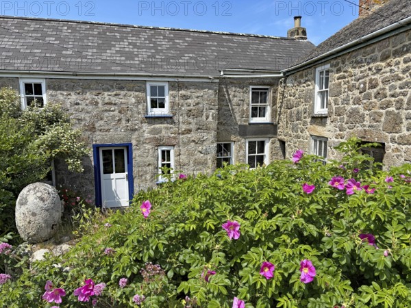 Traditional stone houses with pink garden flowers under a blue sky in a rural setting, St Agnes, Isles of Scilly, Cornwall, England, United Kingdom